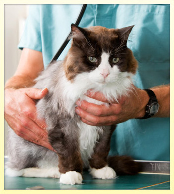jupiter veterinary services